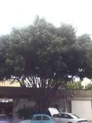Ficus benjamina