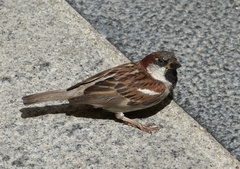 Passer domesticus
