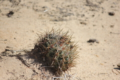 Ferocactus viridescens
