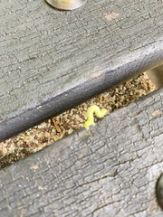 Lepidoptera