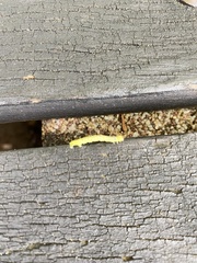 Lepidoptera