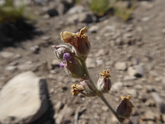 Sphaeralcea mendocina