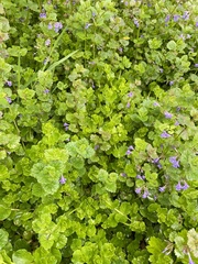 Glechoma hederacea