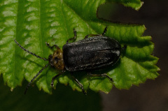 Tricholochmaea punctipennis
