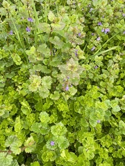 Glechoma hederacea