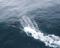 Phocoenoides dalli