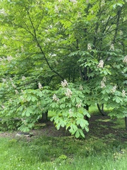 Aesculus hippocastanum