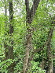 Salix