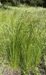 Deschampsia elongata