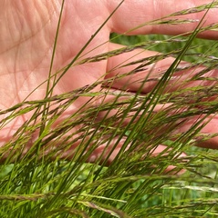 Deschampsia elongata