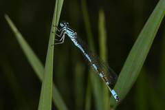 Coenagrion ornatum