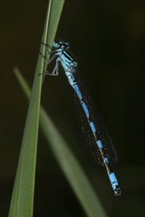 Coenagrion ornatum
