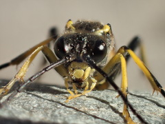 Tenthredo maculata