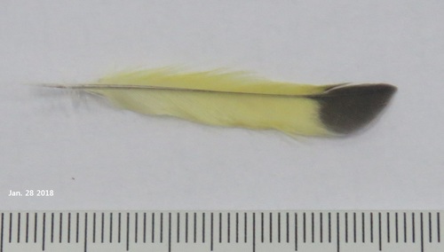 Plume de Tarin des aulnes