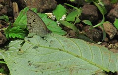 Ypthima baldus madrasa
