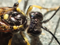 Tenthredo maculata