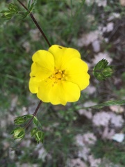 Potentilla pedata