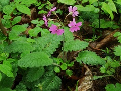 Primula sieboldii
