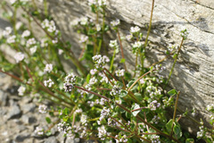 Cochlearia danica