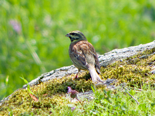 Escribano soteño (Emberiza cirlus)