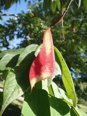 Amherstia nobilis