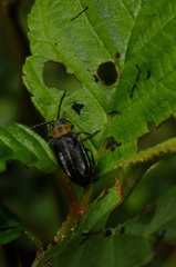 Tricholochmaea punctipennis