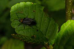 Tricholochmaea punctipennis