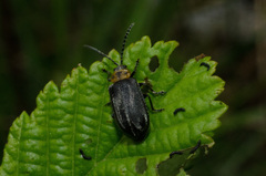 Tricholochmaea punctipennis