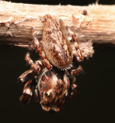 Paraphilaeus daemeli