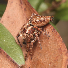 Paraphilaeus daemeli