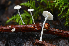 Resinomycena montana