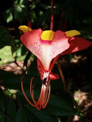 Amherstia nobilis