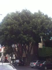 Ficus benjamina