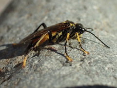 Tenthredo maculata