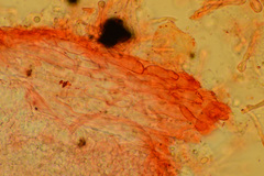 Resinomycena montana