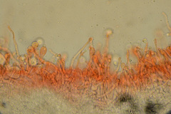 Resinomycena montana