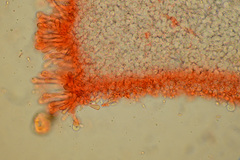 Resinomycena montana