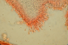 Resinomycena montana