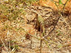 Heremites vittatus