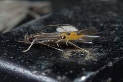 Cosmopterix quadrilineella