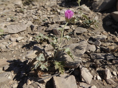 Sphaeralcea mendocina