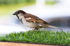 Passer domesticus