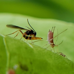 Aphidiinae