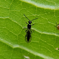 Aphidiinae