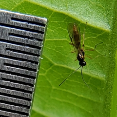 Aphidiinae