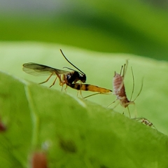 Aphidiinae