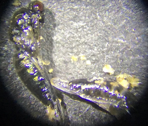 iNaturalist observation photo of California Gall Wasp