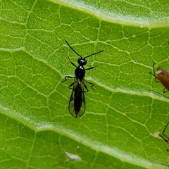 Aphidiinae