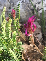 Astragalus monspessulanus monspessulanus
