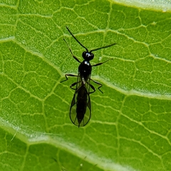 Aphidiinae
